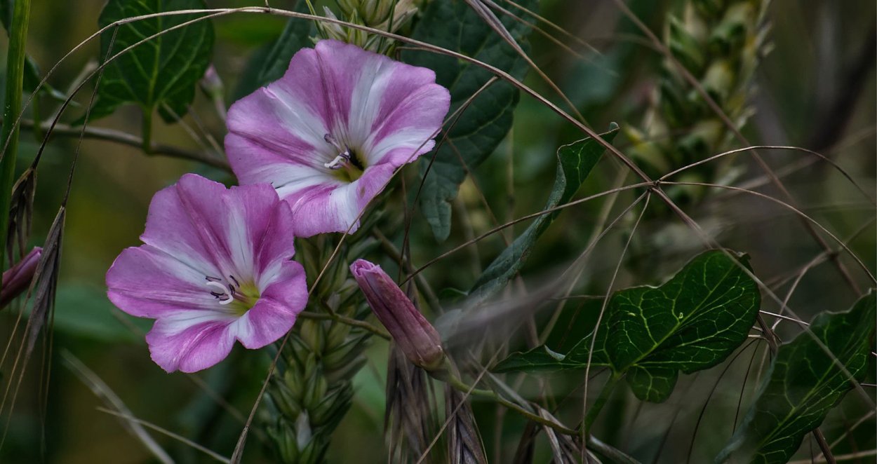 Луговые цветы Вьюнки