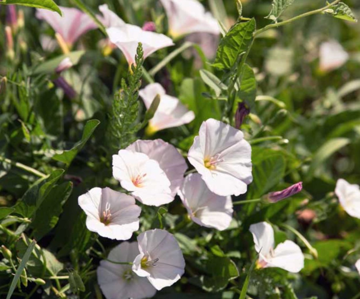 Вьюн растение сорняк