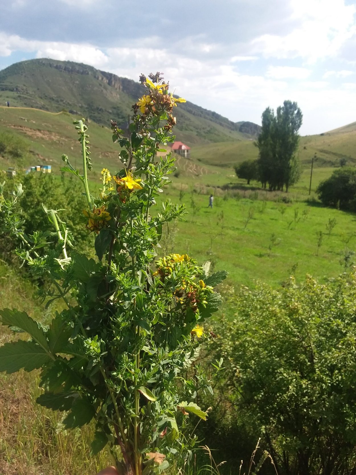 Растения Дахадаевского района