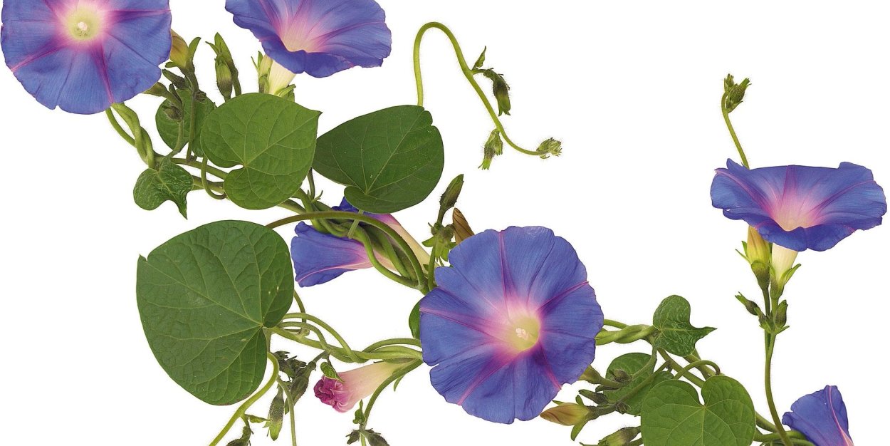 Вьюнок полевой