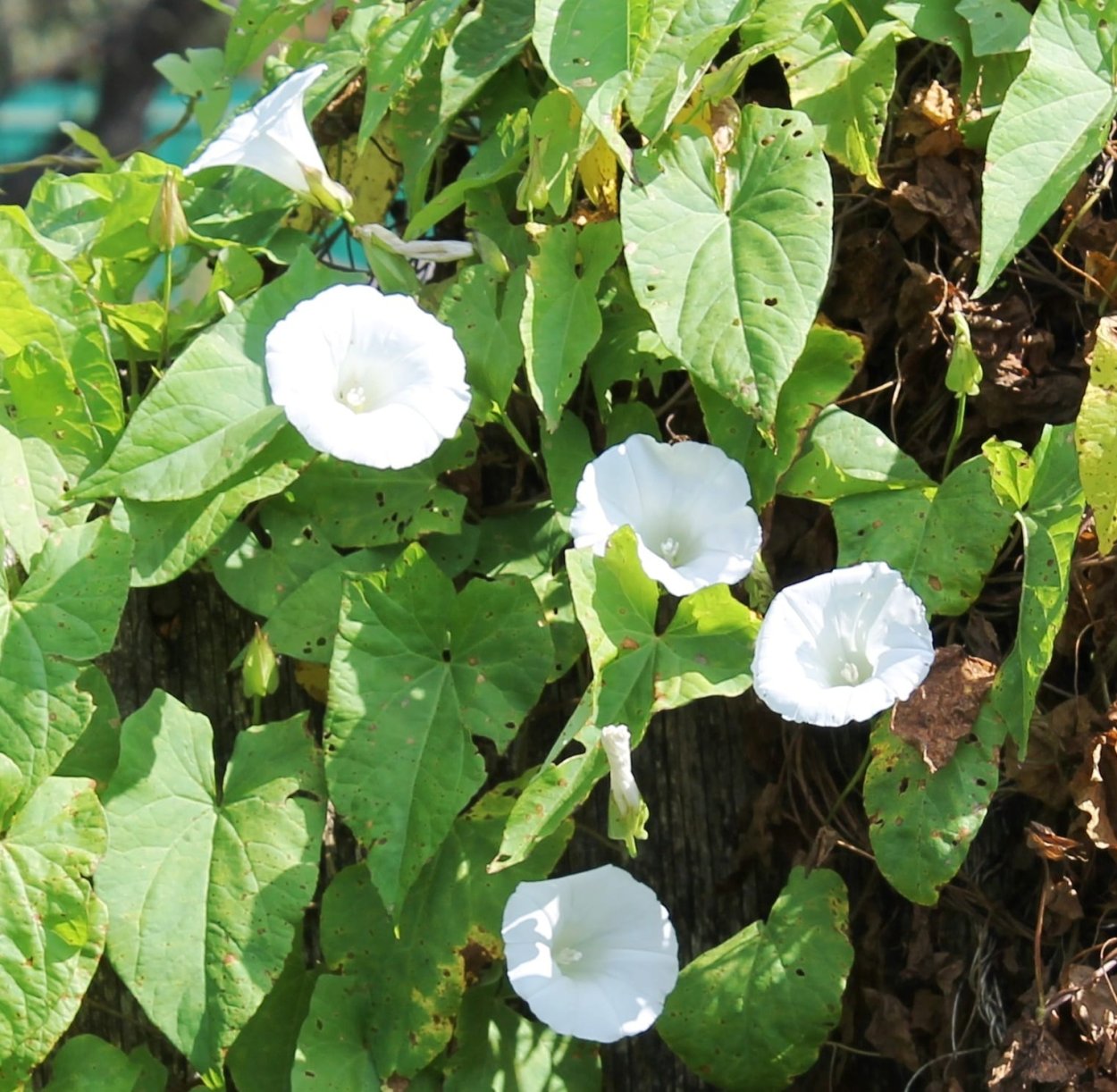 Вьюнок полевой семена