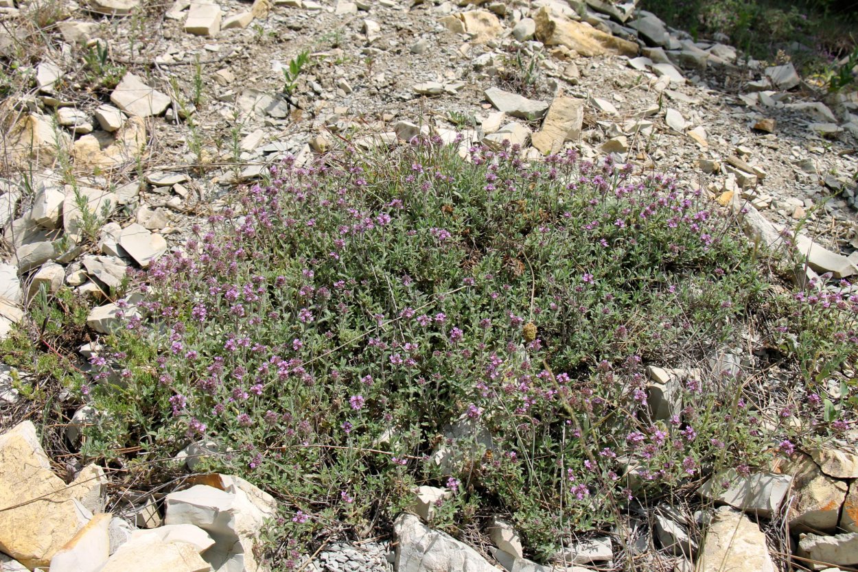 "Чабрец Байкальский"