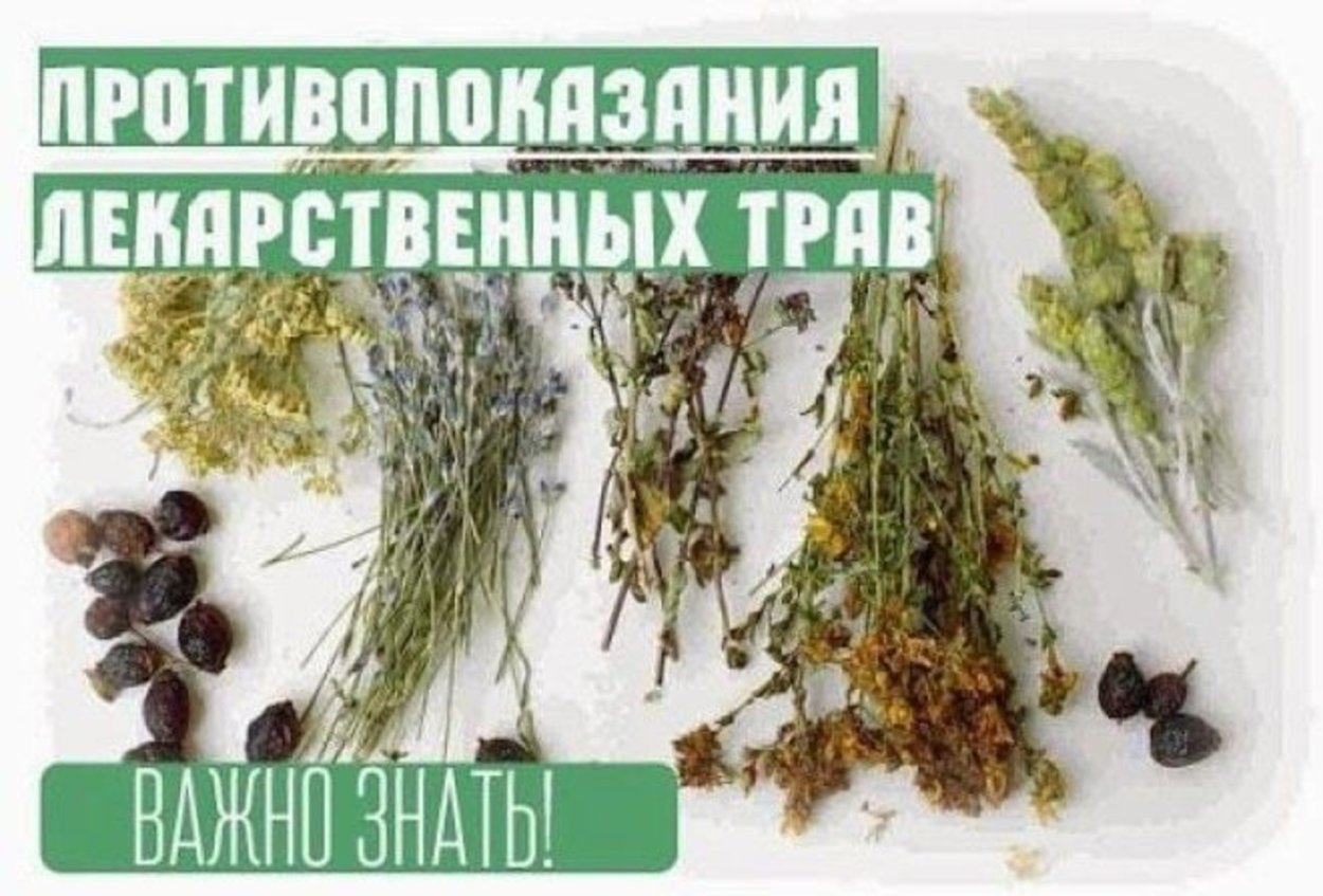 Иван-чай (кипрей)