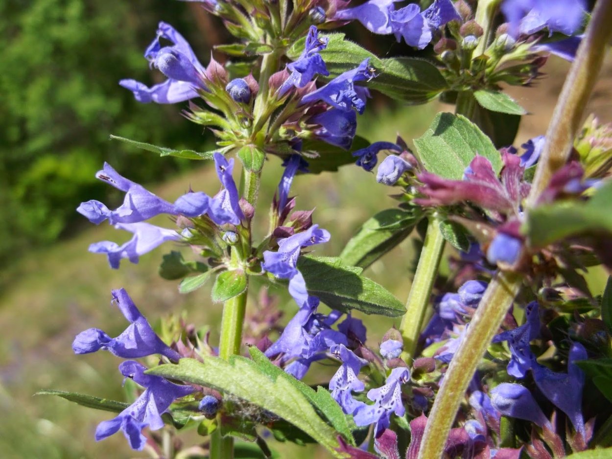 Растения Дагестана