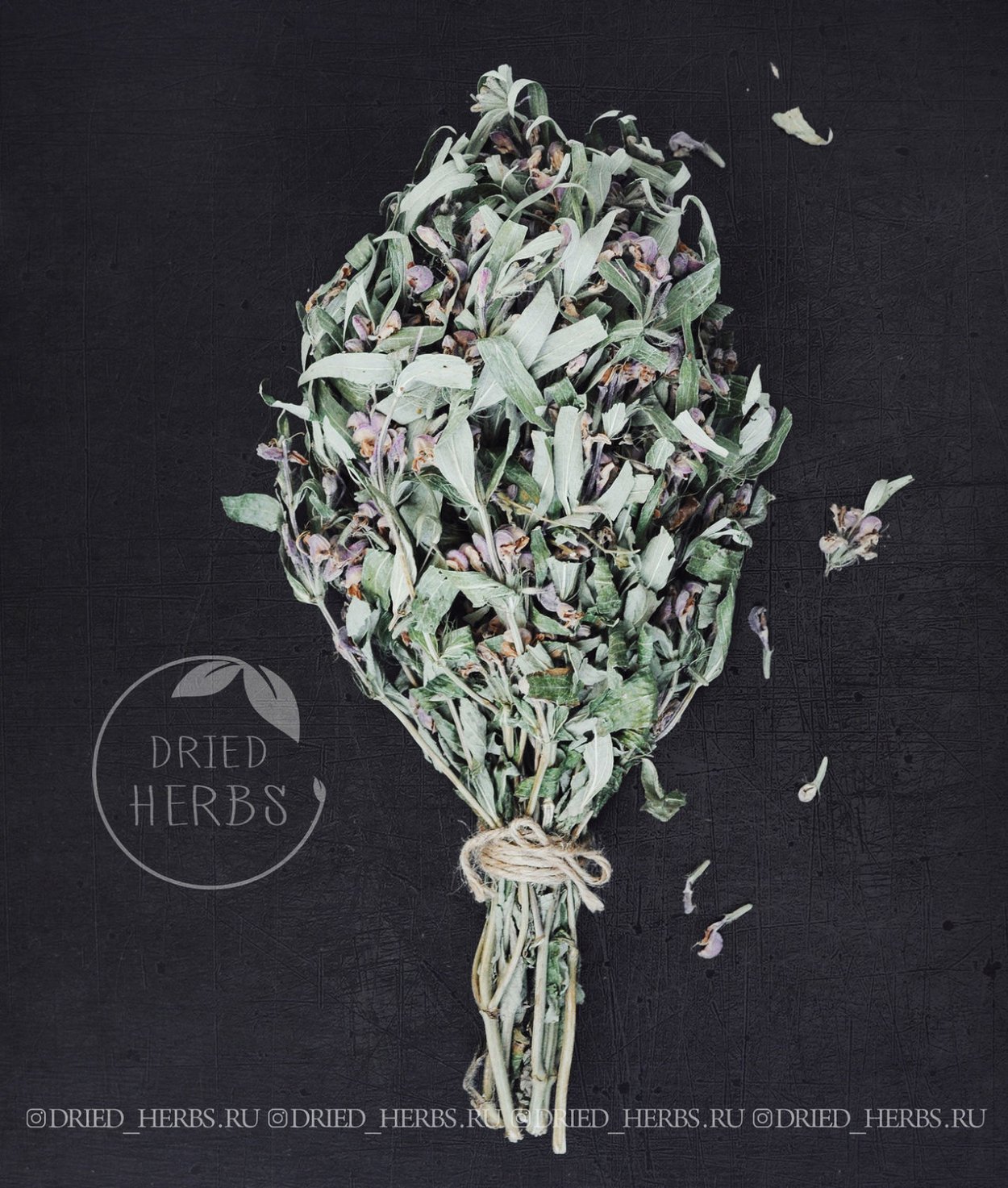 Шалфей Дагестанский