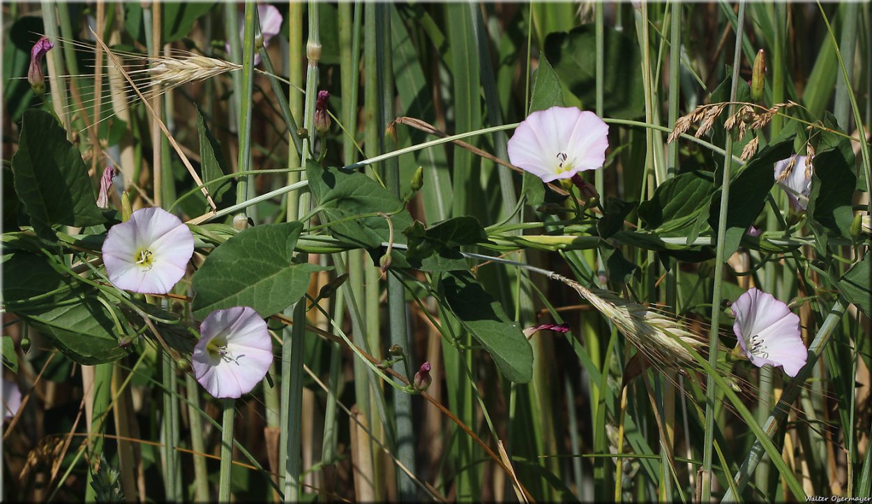 Вьюнок полевой
