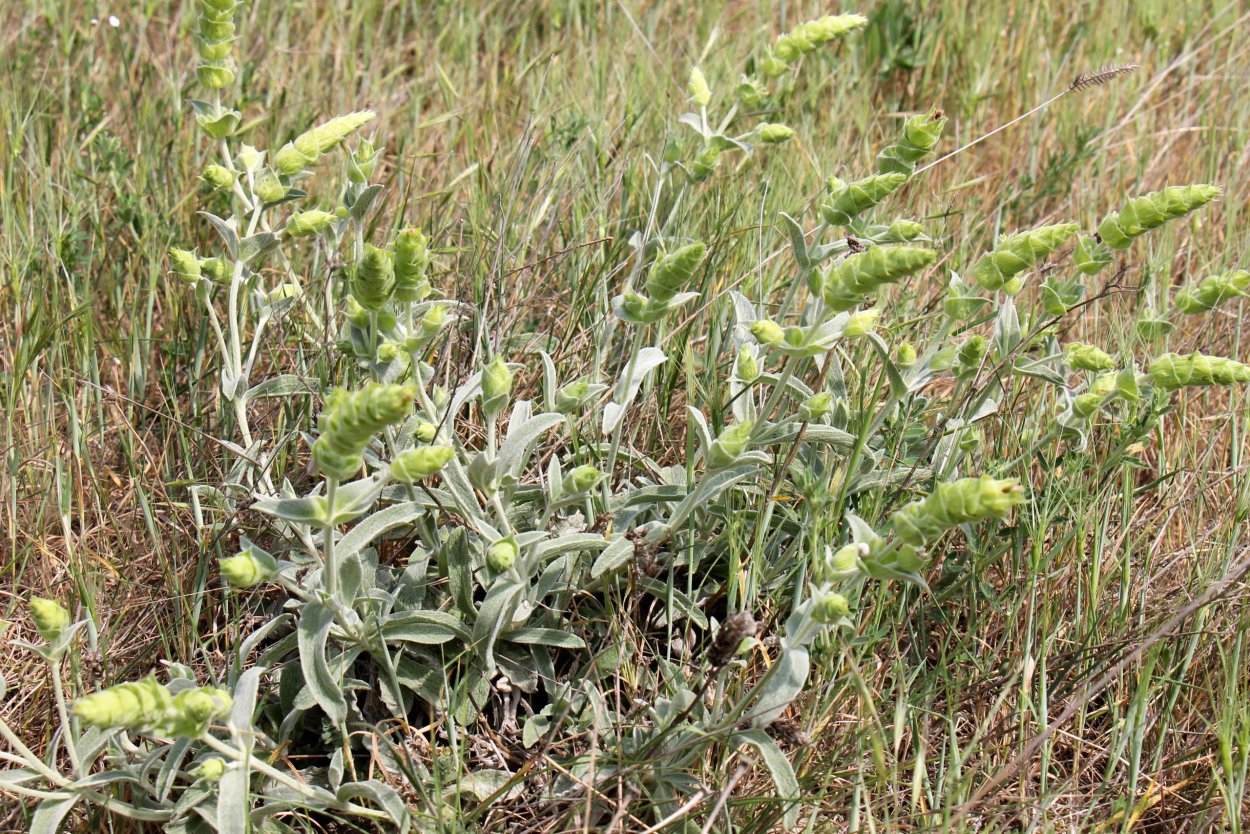 Шалфей целебные свойства растения