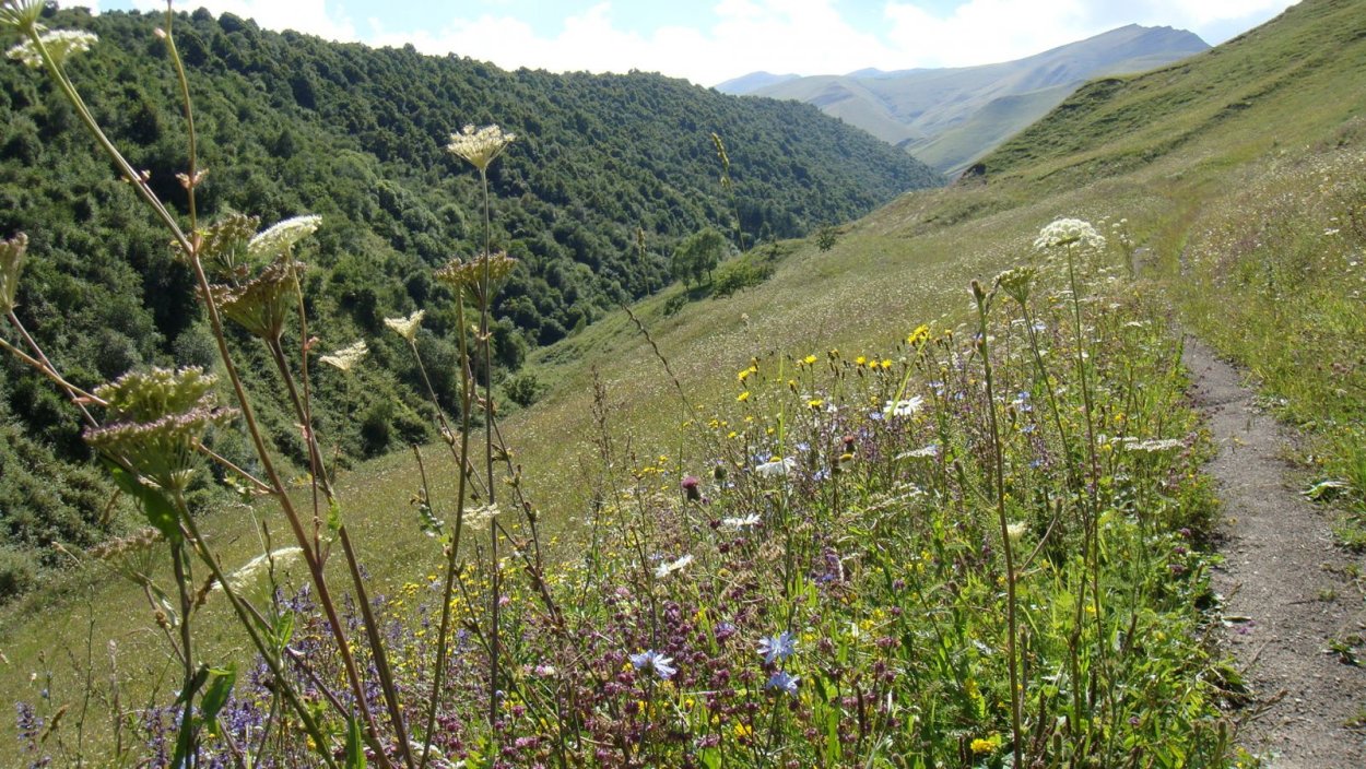 Девясил Сибирский Луговой