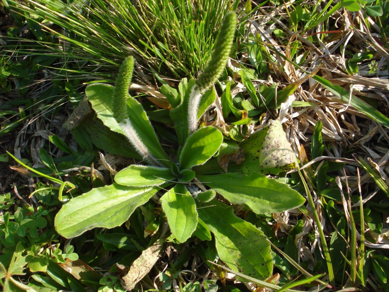 Съедобные лекарственные растения Дагестана