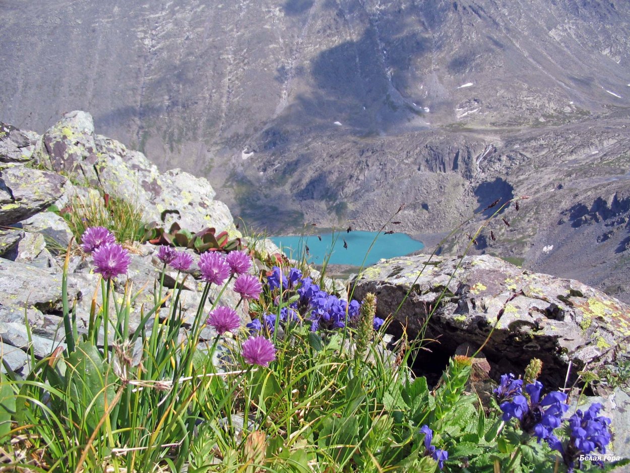 Дикорастущие растения Иван чай