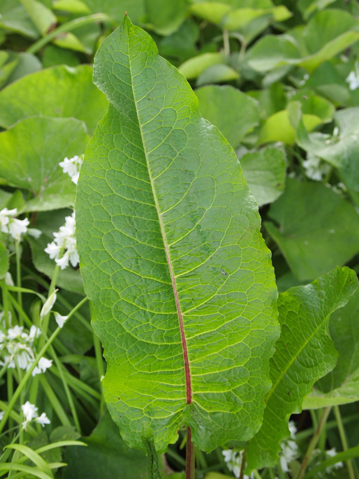 Щавель кислый Rumex acetosa