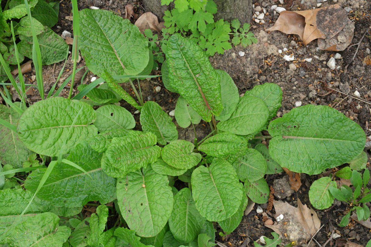 Щавель воробьиный (Rumex acetosella)