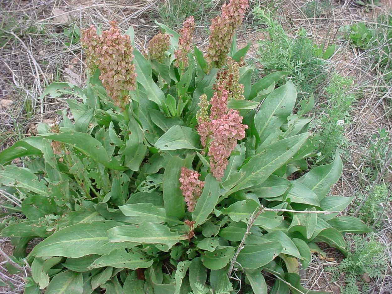 Rumex obtusifolius щавель туполистный