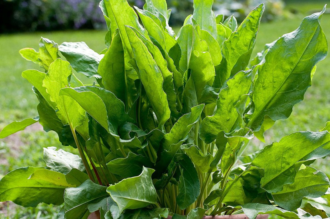 Щавель конский (Rumex confertus)