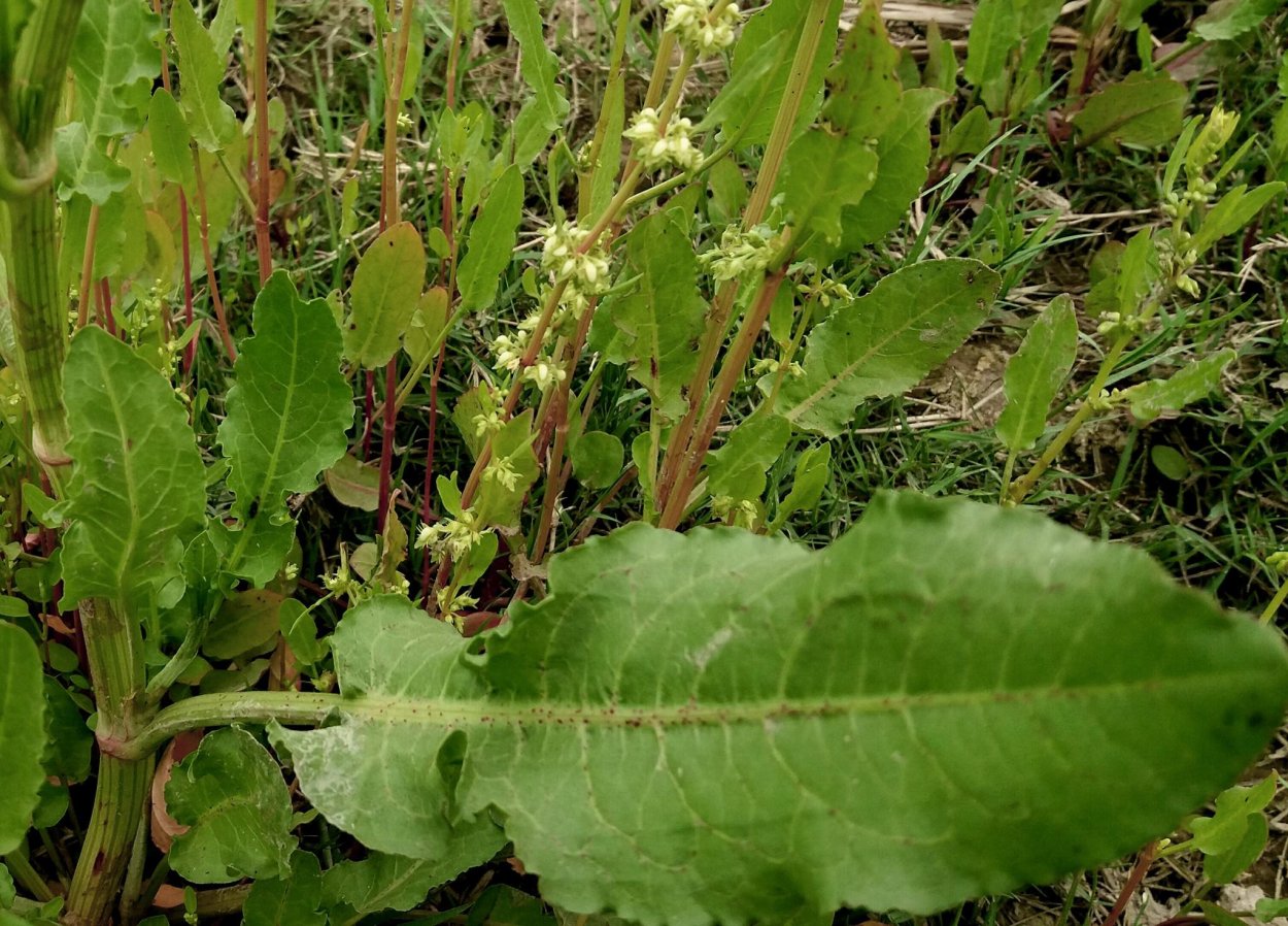 Rumex pseudonatronatus (borb.) Brob. Ex Murb