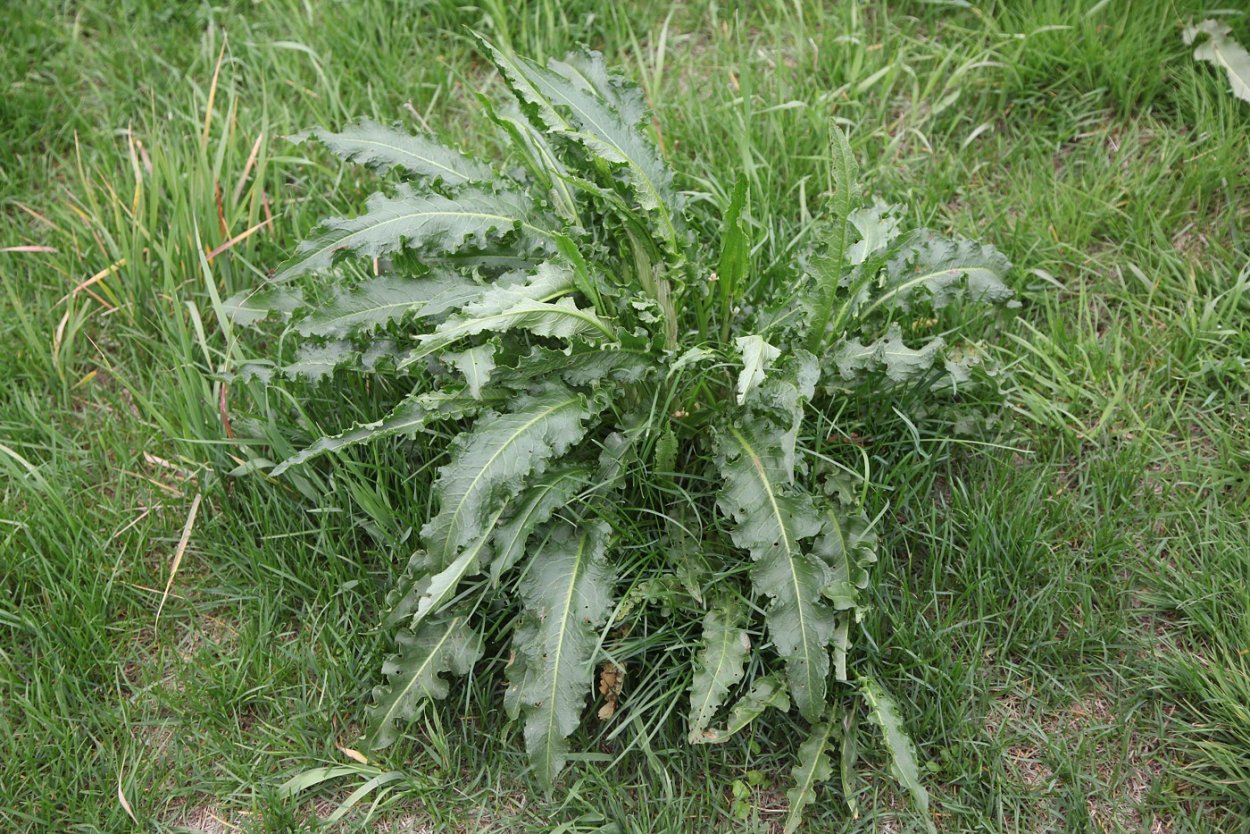 Rumex Polygonaceae