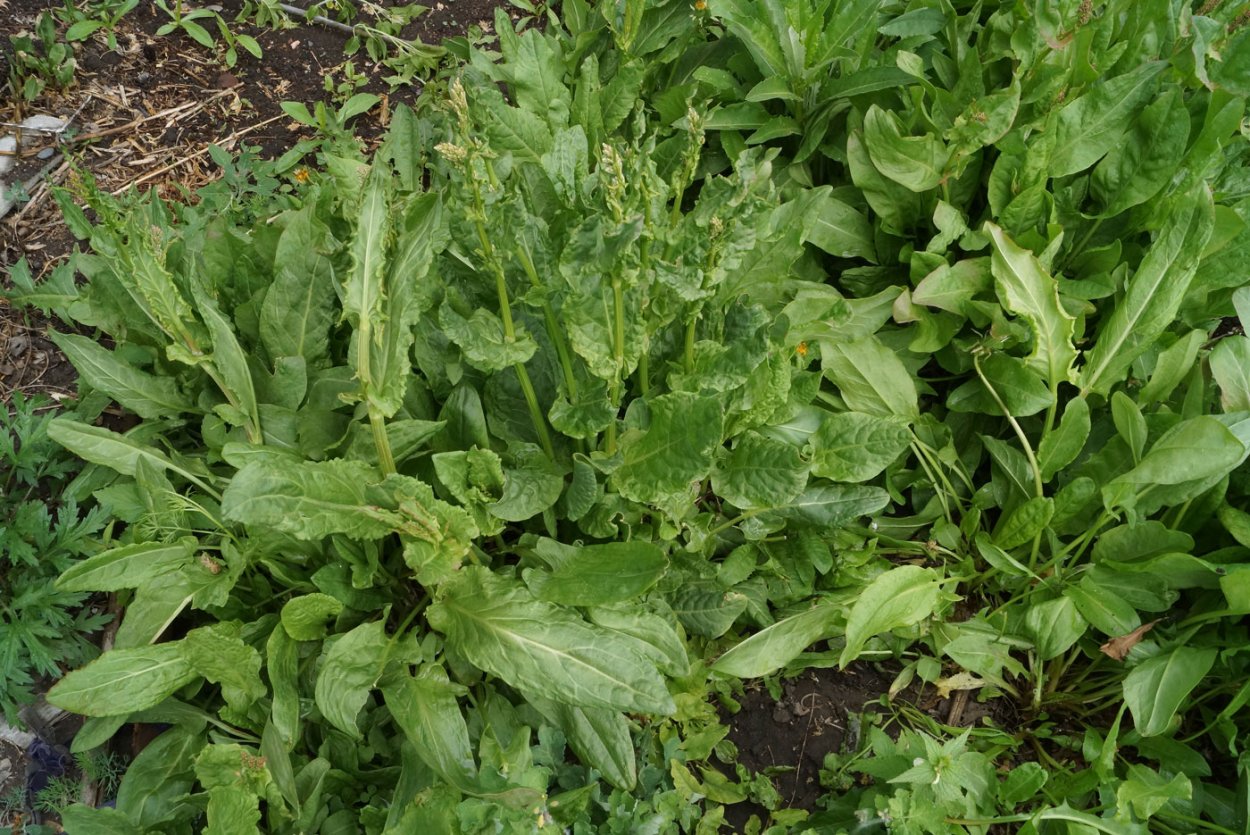 Щавель курчавый (Rumex crispus)