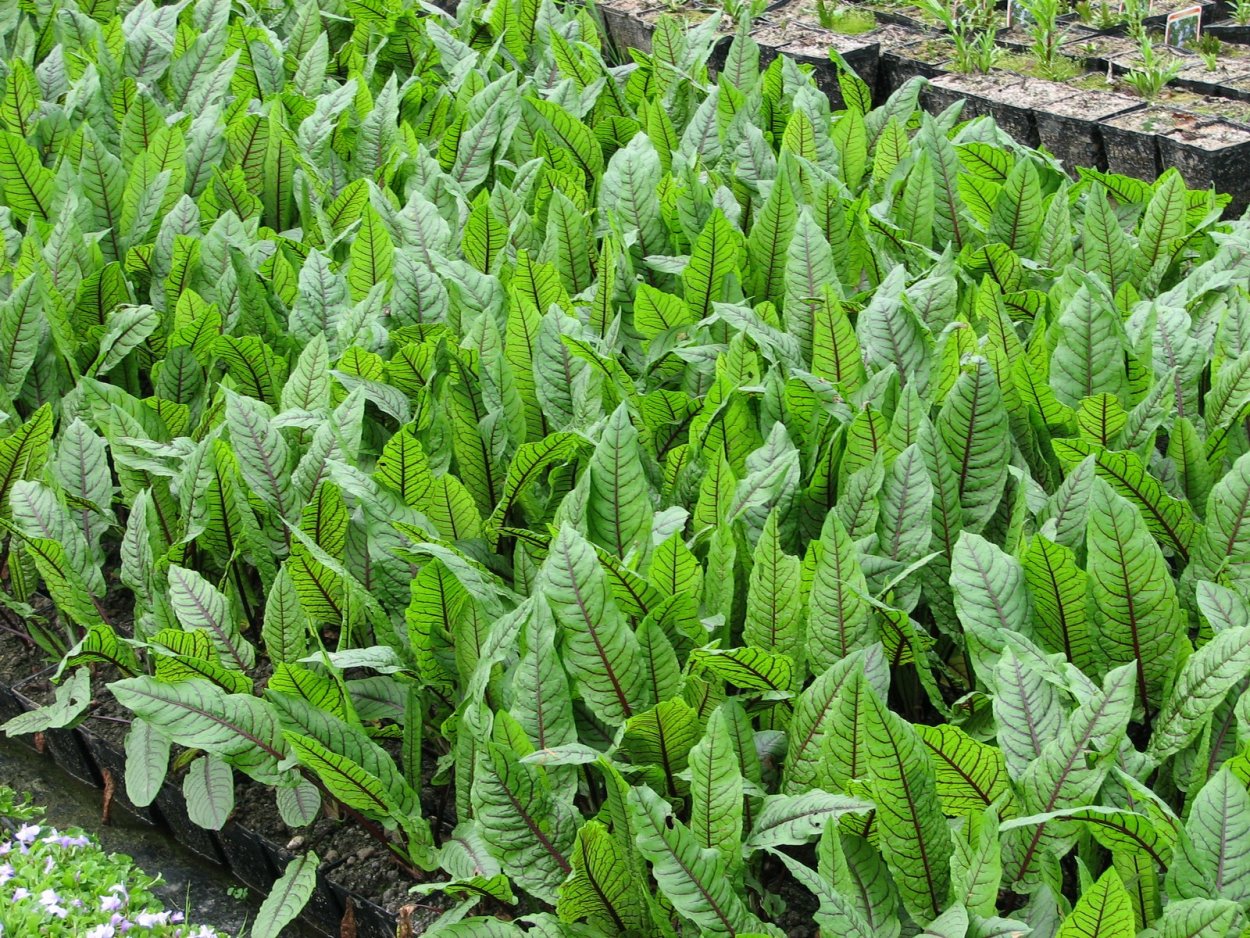 Щавель (Rumex)