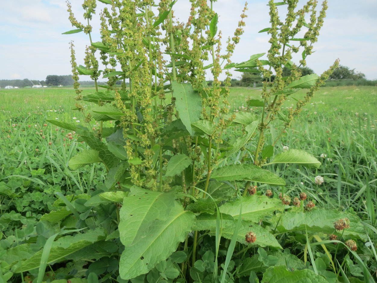 Щавель воднощавелевый