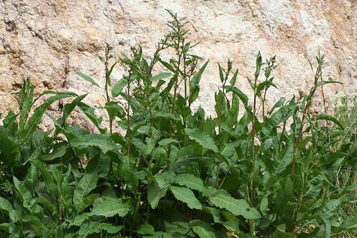 Щавель обыкновенный Rumex acetosa