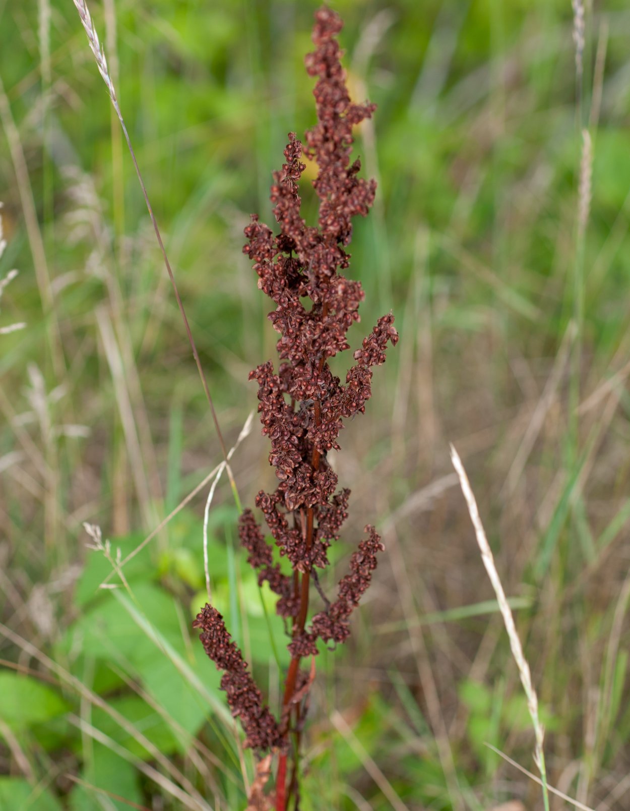 Rumex obtusifolius