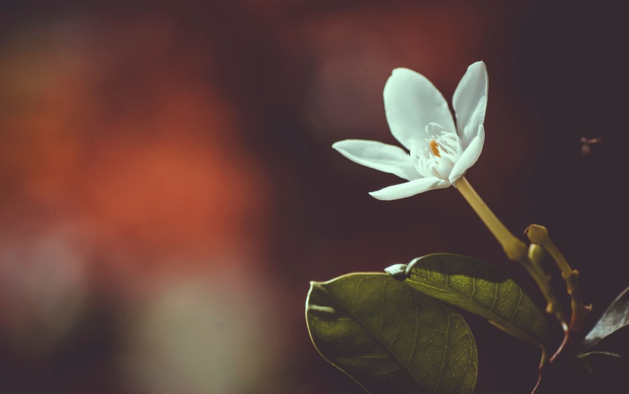 Стебель цветка