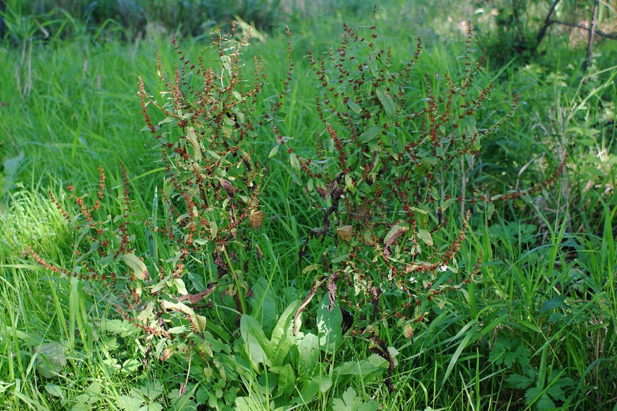 Щавель Маршала