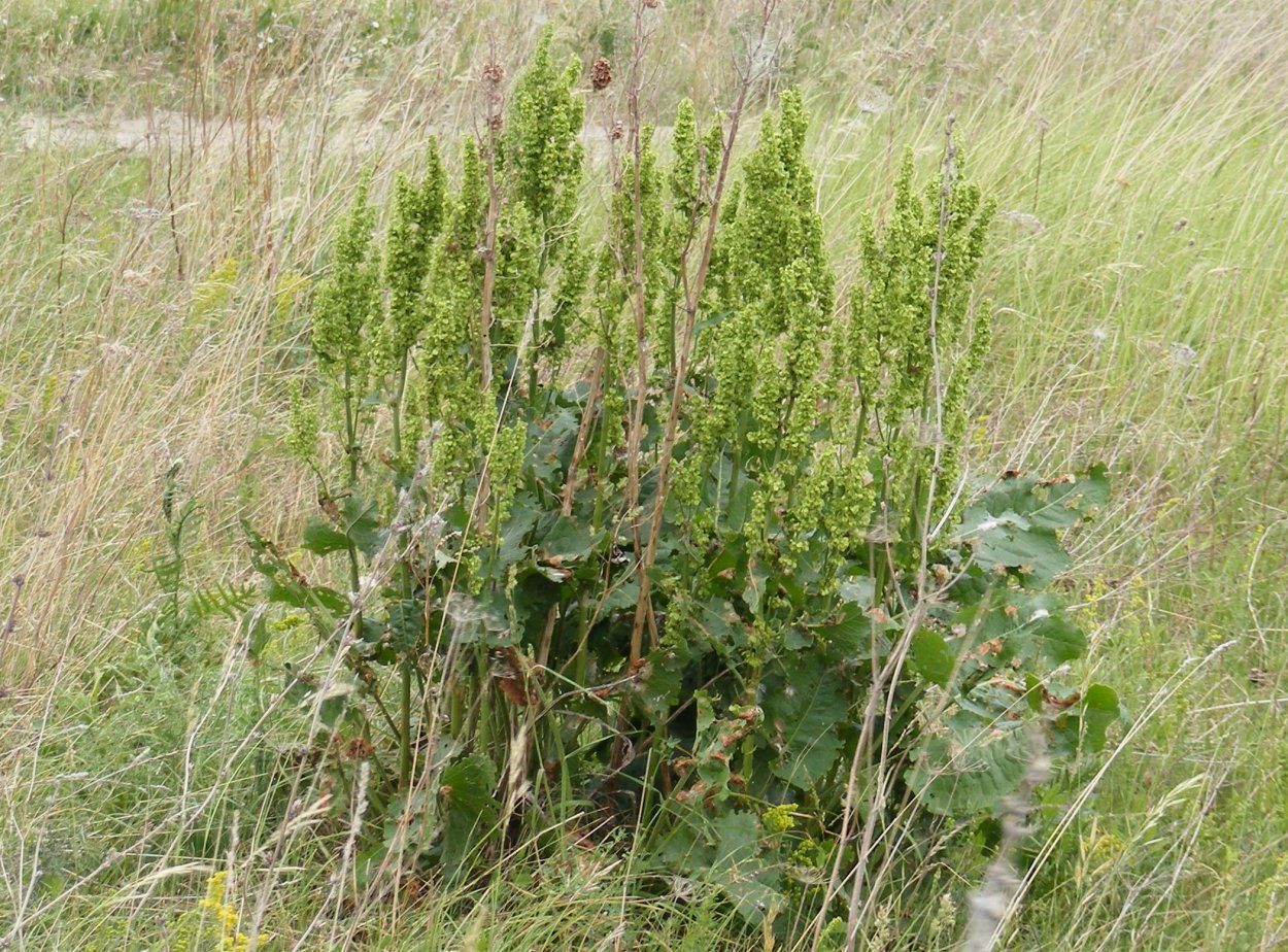 Rumex patientia растение