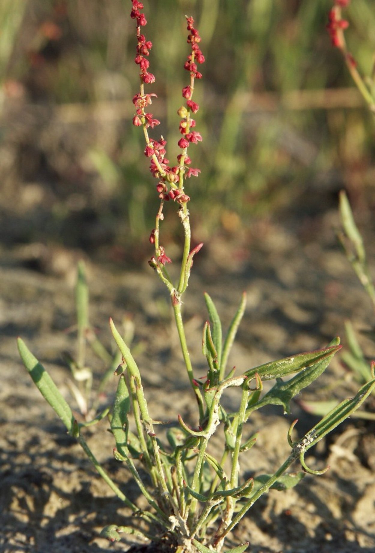 Rumex crispus растение