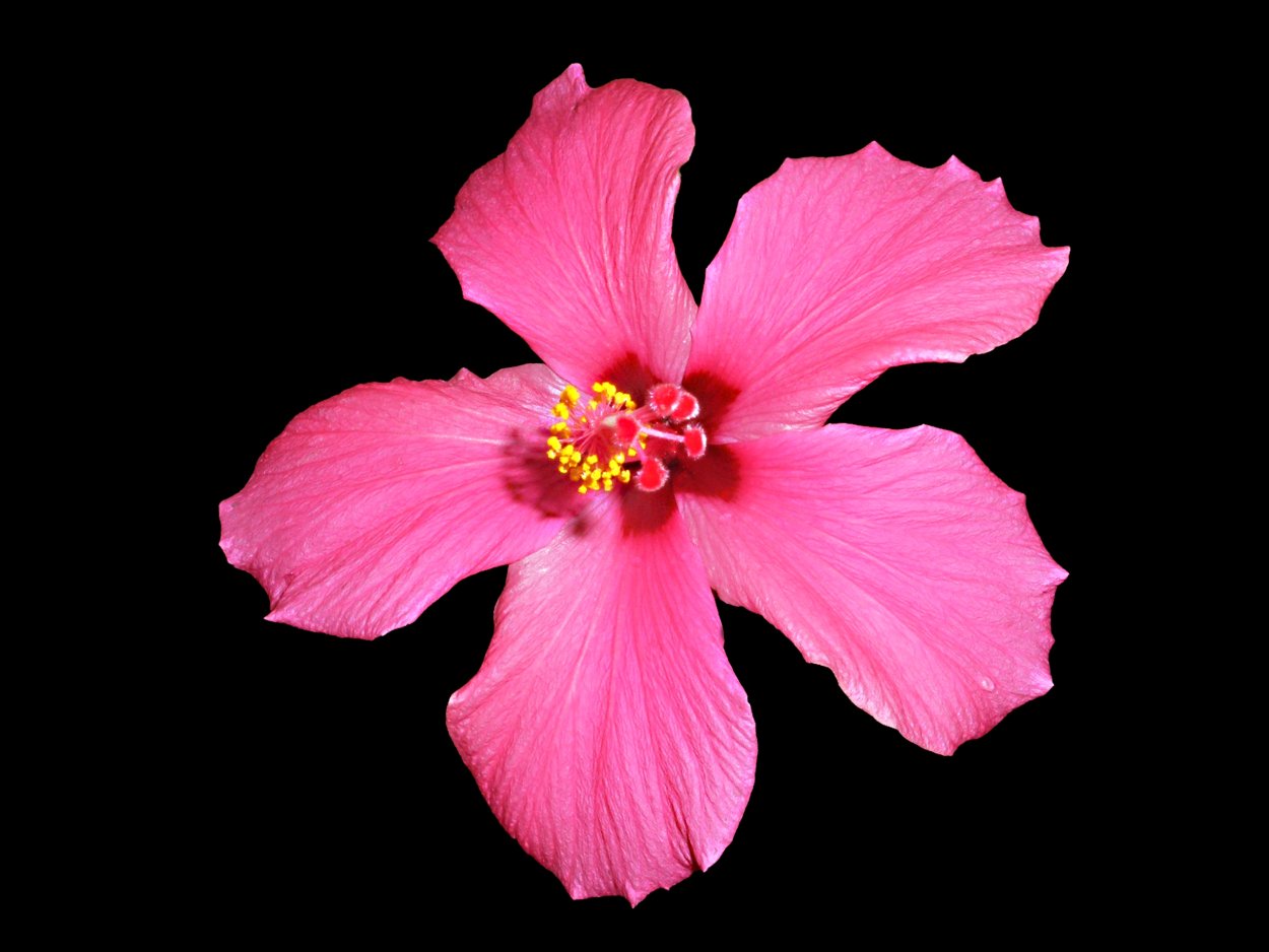 Лепесток цветка