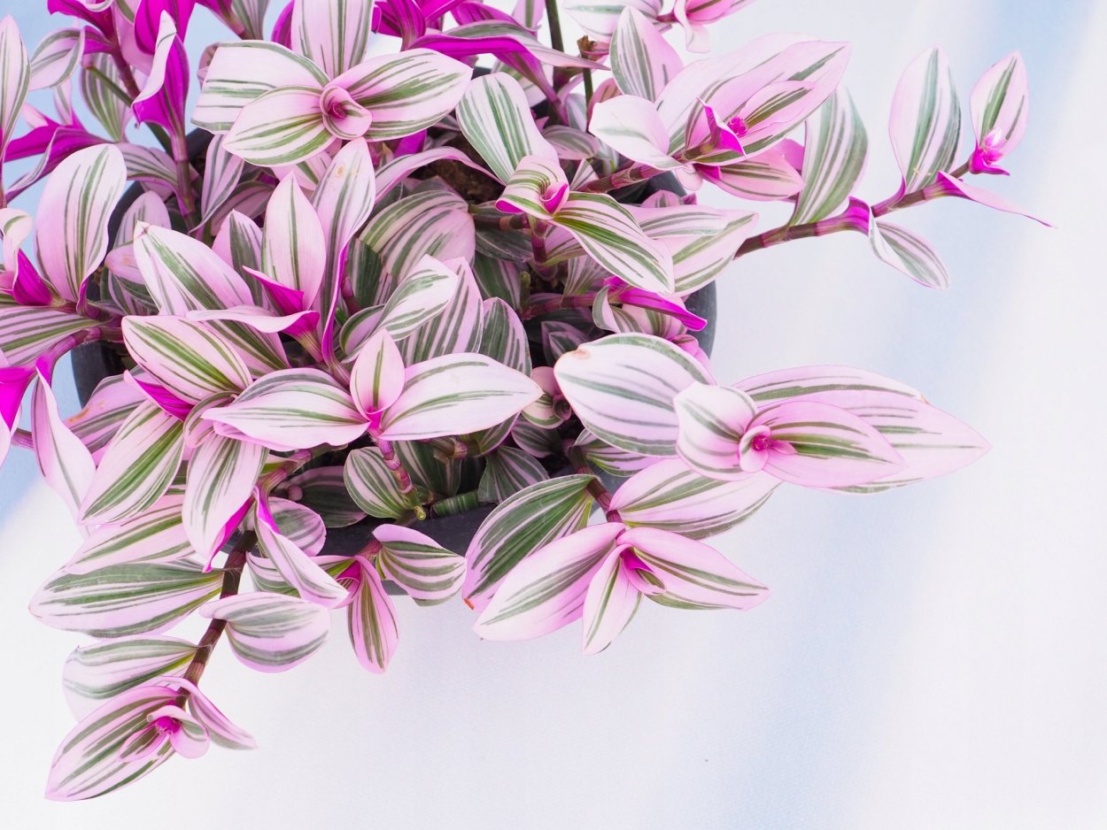 Традесканция с розовыми листьями