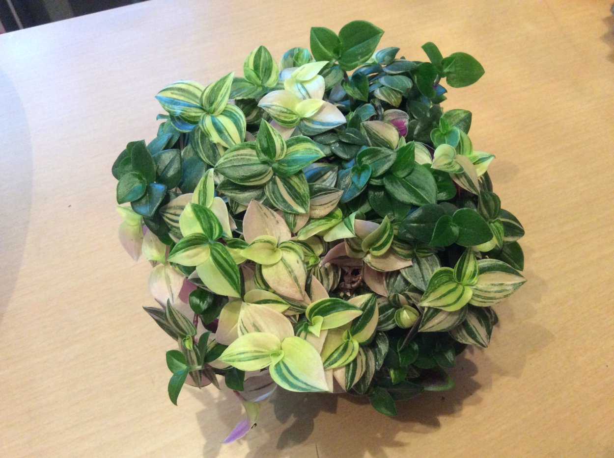 Традесканция зебрина