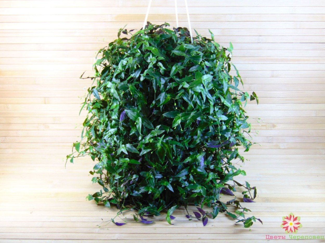 Традесканция Rainbow Hill