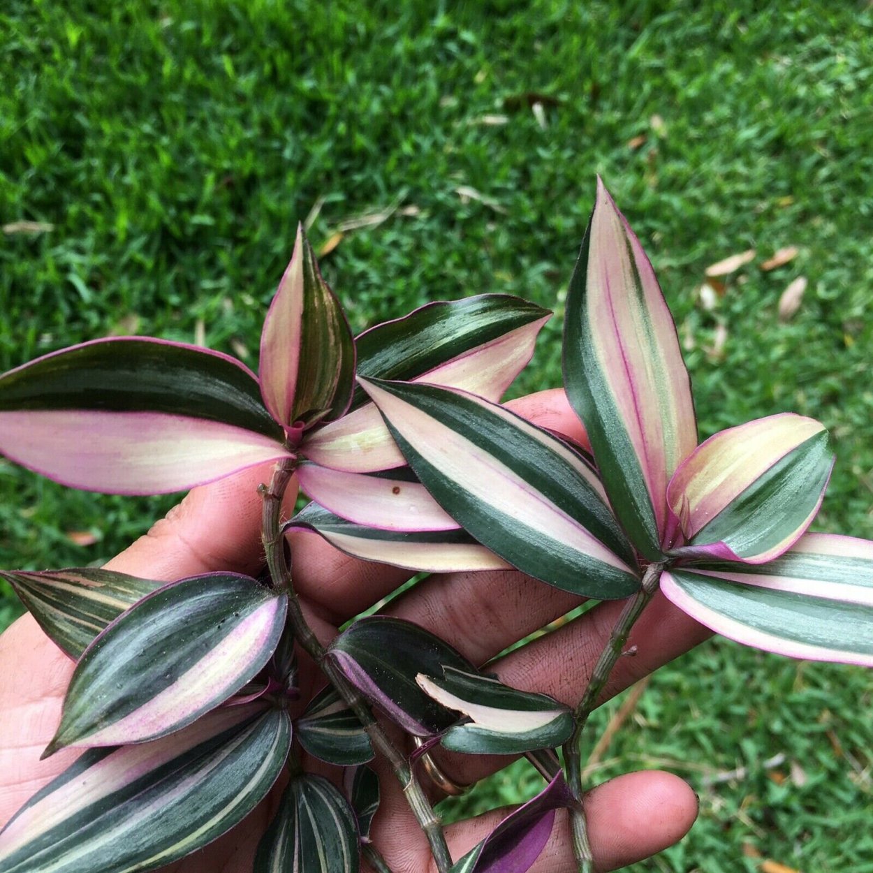 Традесканция Приречная Флуминенсис