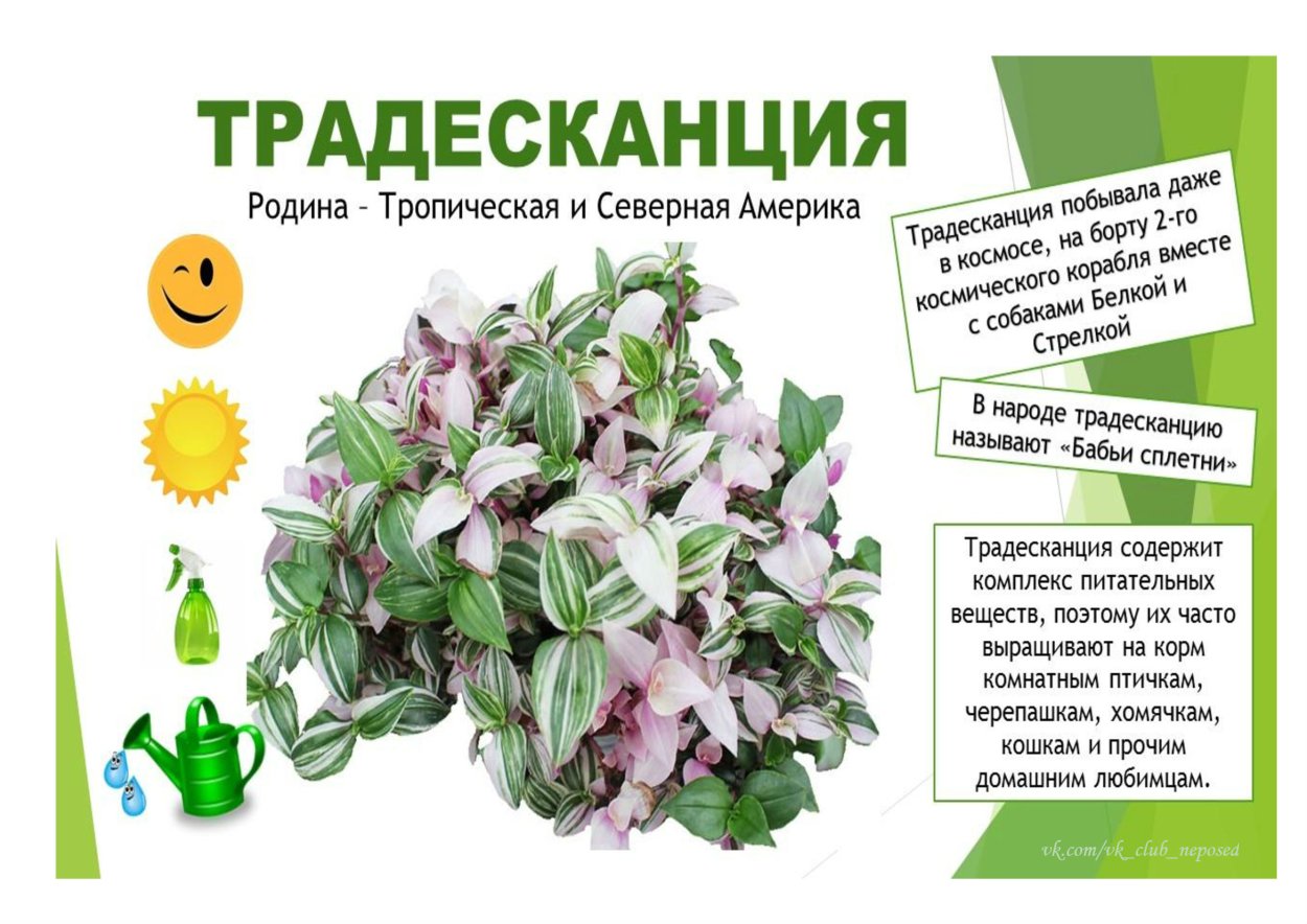 Традесканция зебрина