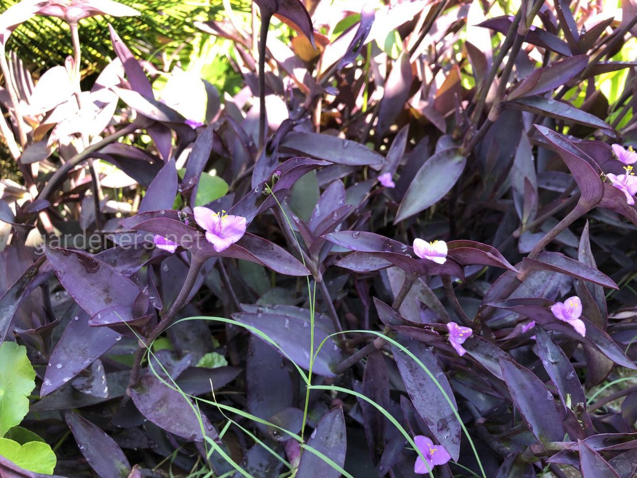 Традесканция зебрина