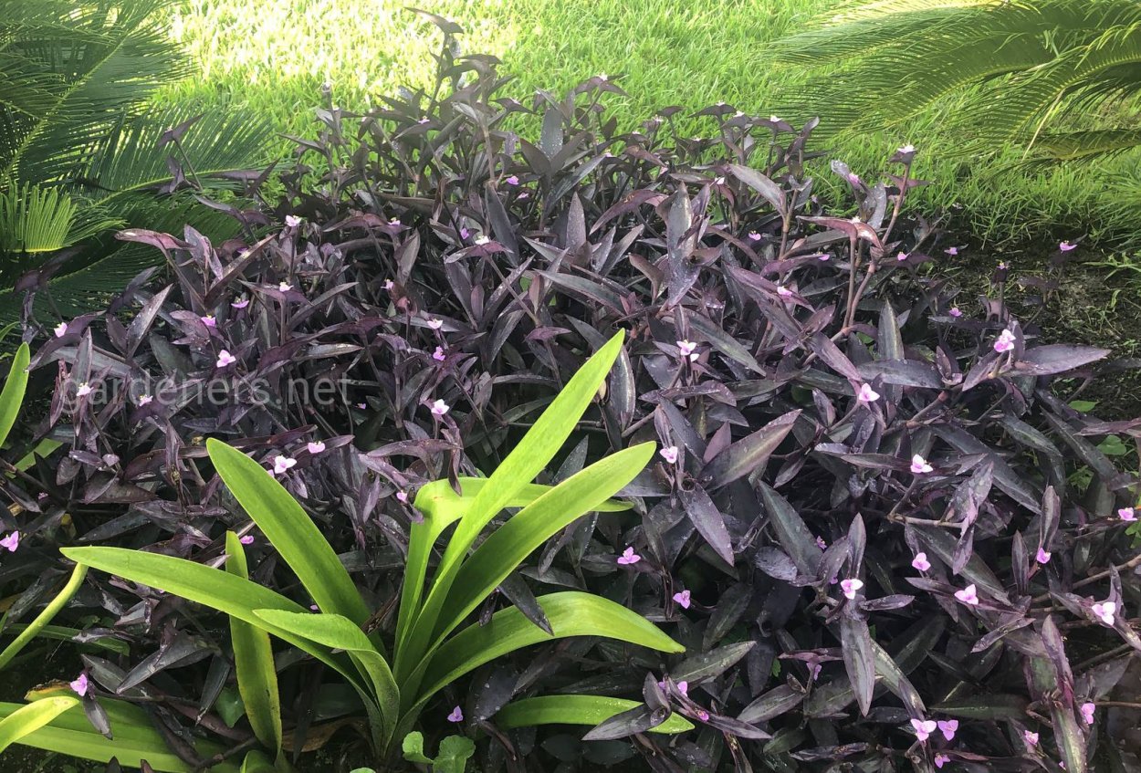 Традесканция пестрая / Tradescantia Multicolor