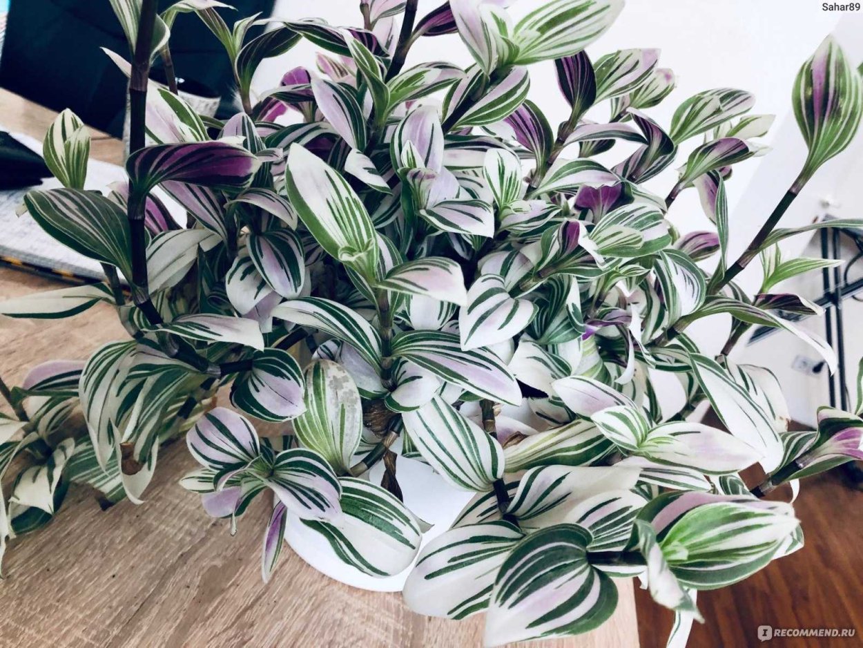 Традесканция квадриколор