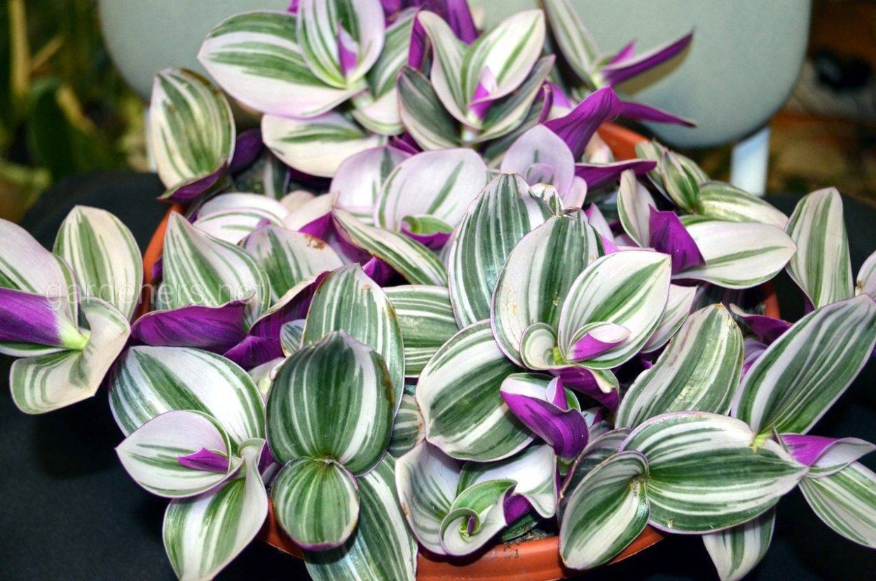 Традесканция Рео Ладья