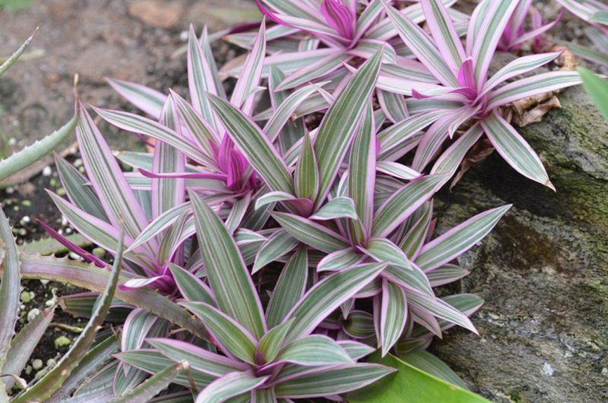 Традесканция Fluminensis