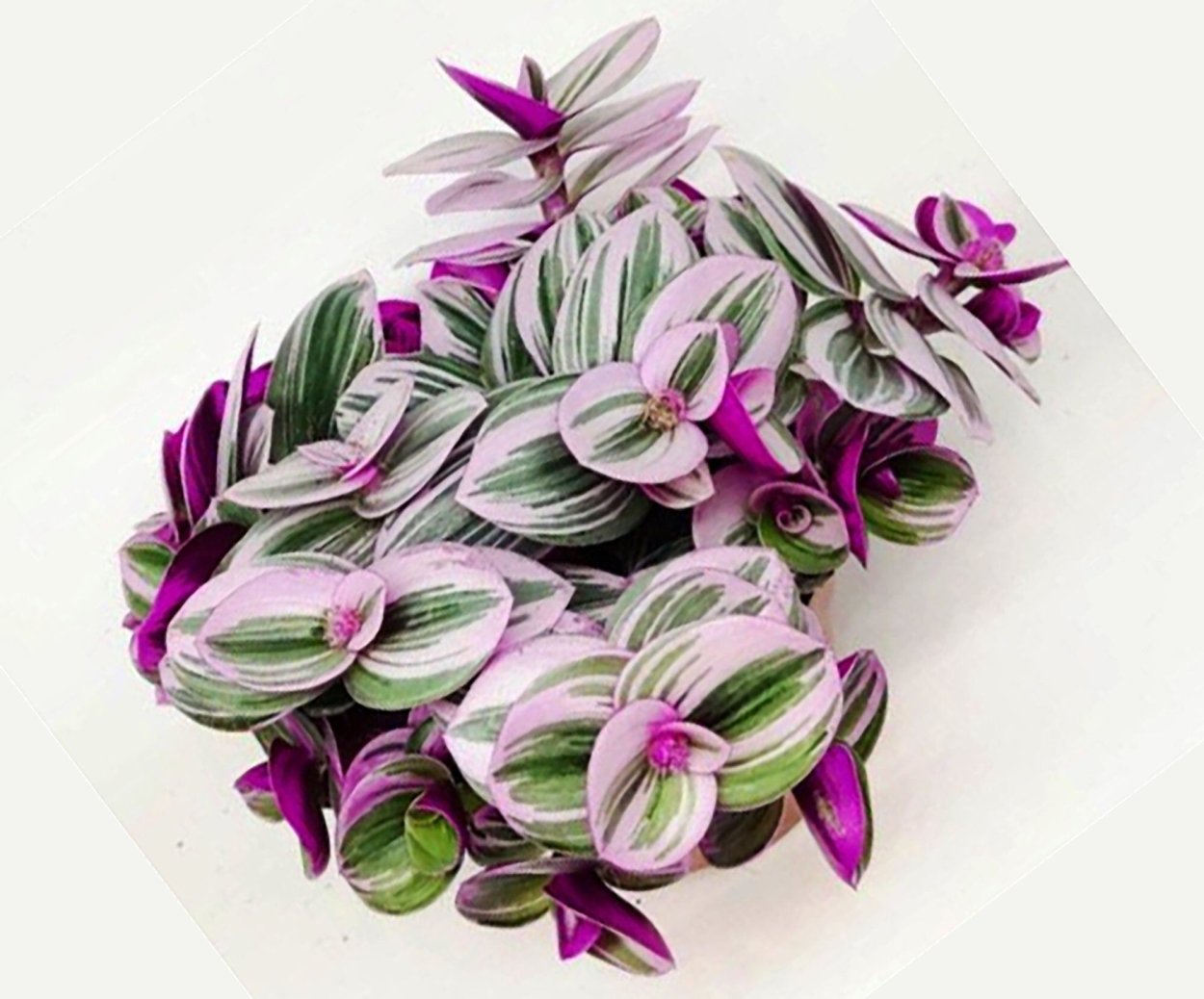 Традесканция Fluminensis quadricolor