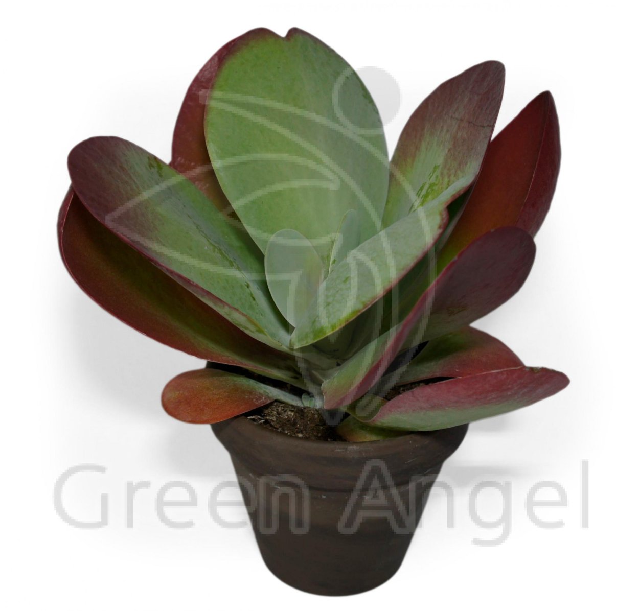 Каланхоэ thyrsiflora