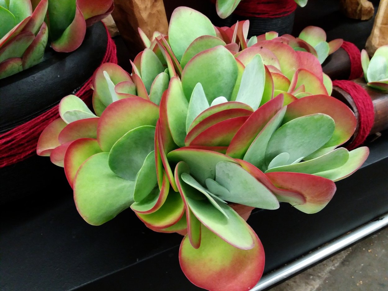 Kalanchoe thyrsiflora