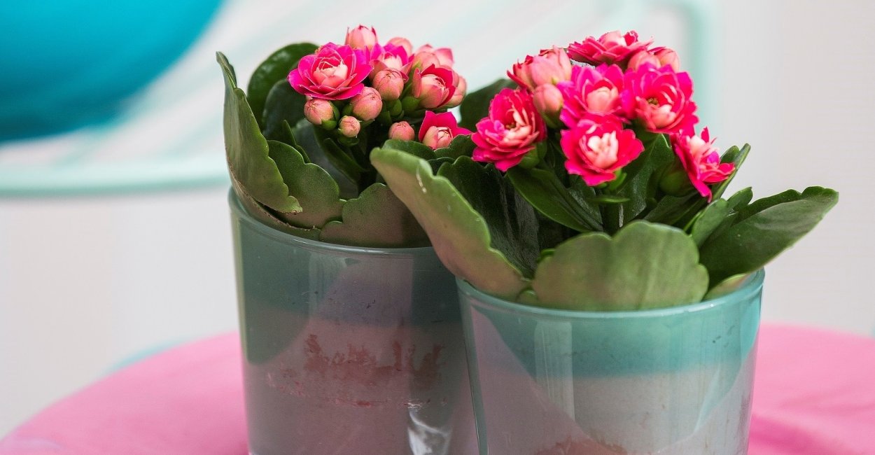 Фиалка микс МО Липс, d-12