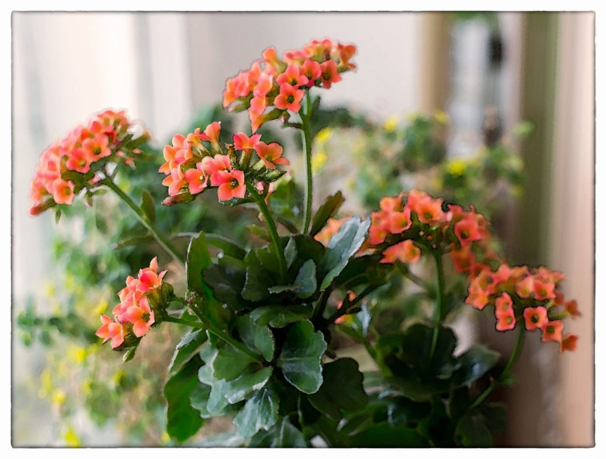 Каланхоэ Блоссфельда