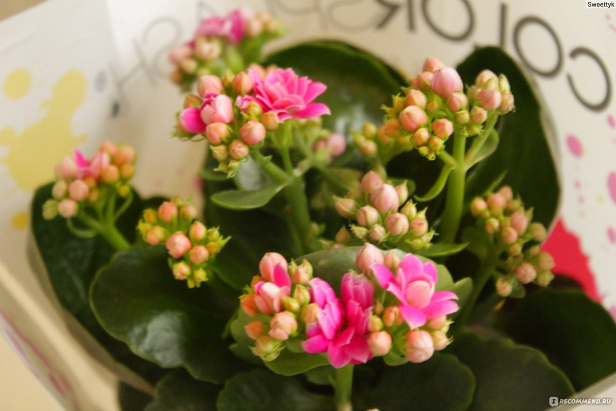 Каланхоэ Перфекто оранж