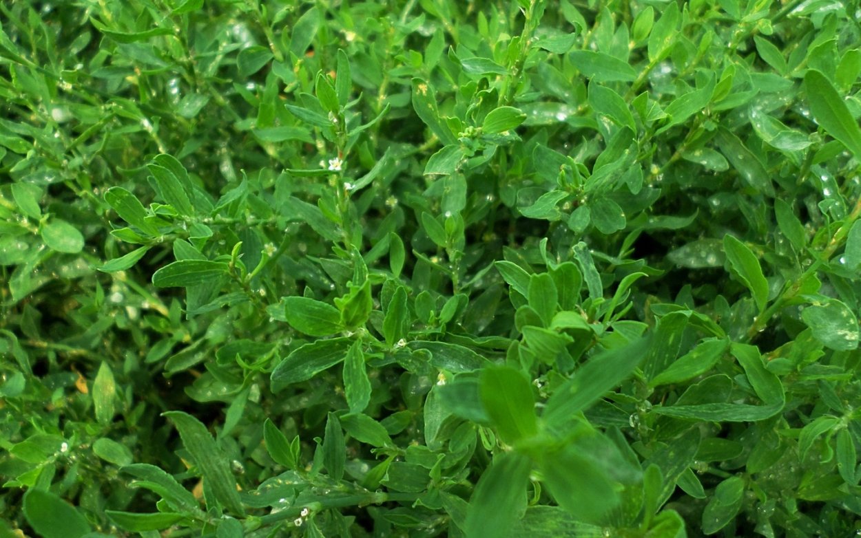 Горец птичий спорыш