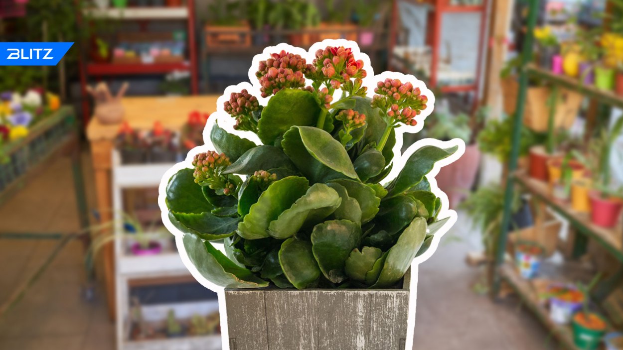 Каланхоэ каландива микс