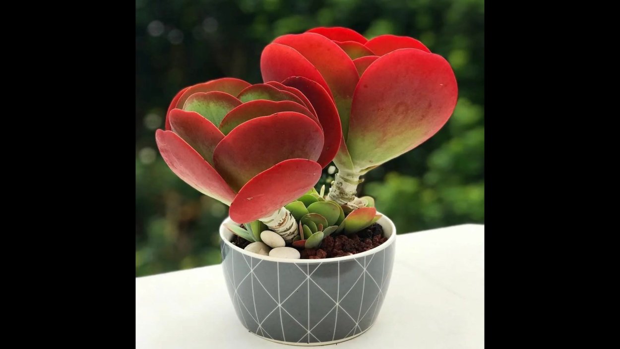 Цветок каланхоэ каландива микс