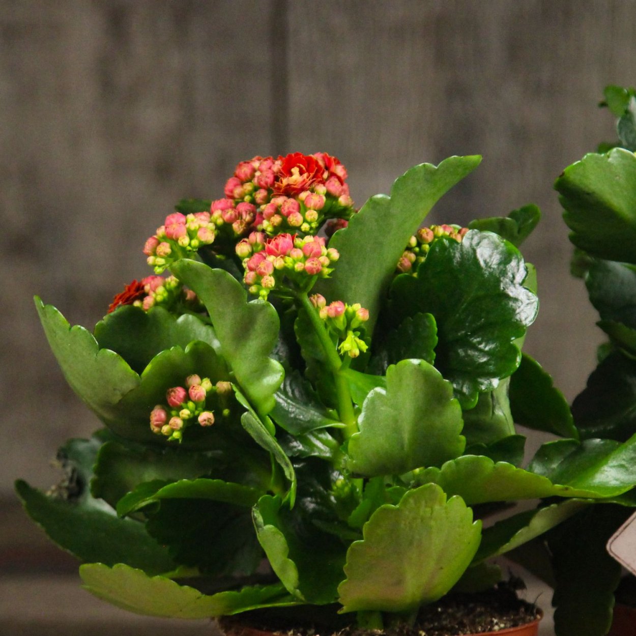 Каланхоэ Тирсифлора Флэпджек